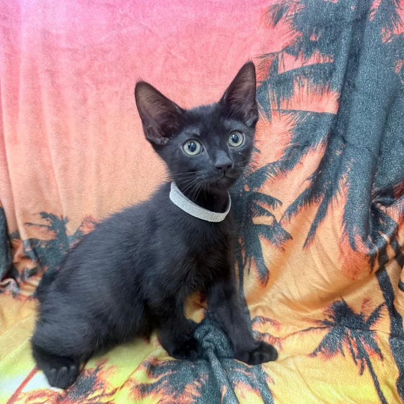 A baby small-sized male Black Domestic Short Hair cat named Pine for adoption in Jupiter, FL
