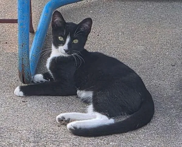 A baby small-sized female Domestic Short Hair cat named Oreo for adoption in Des Moines, IA