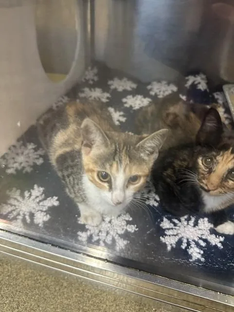A baby small-sized female Domestic Short Hair cat named Geo for adoption in Rome, GA