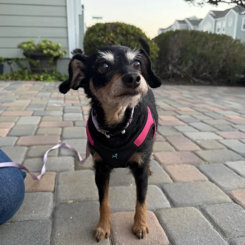 A senior small-sized female Jack Russell Terrier dog named Sandy Tapra for adoption in San Diego, CA