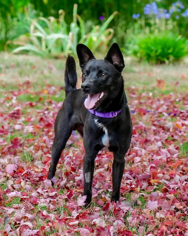 Maverick thumbnail 2