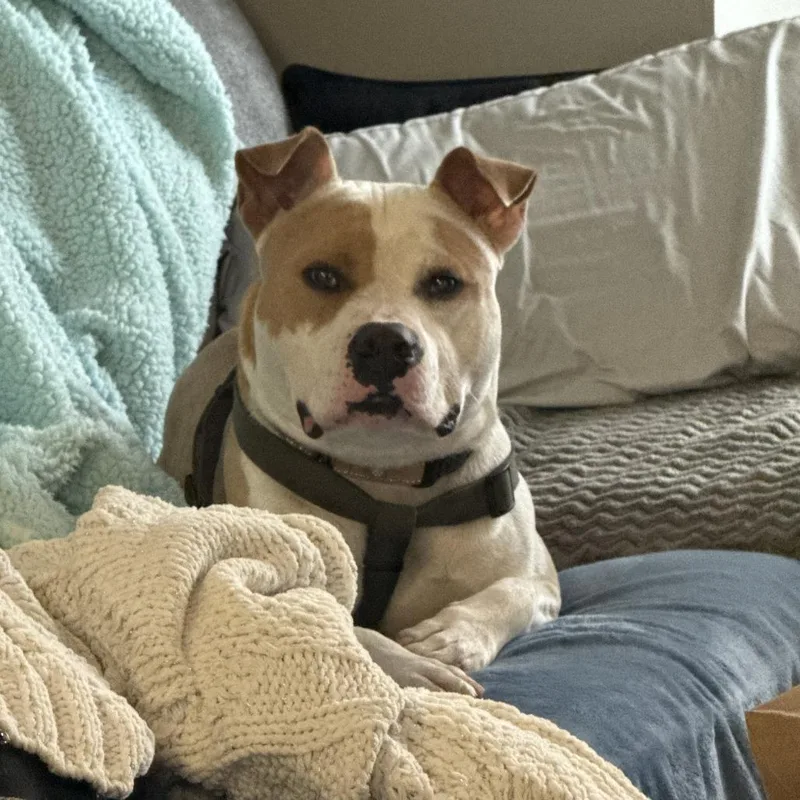 Fire Juggler thumbnail 2