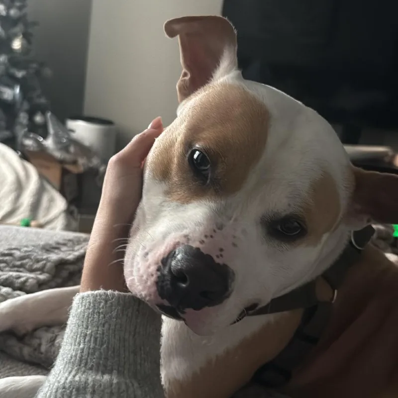 Fire Juggler thumbnail 3