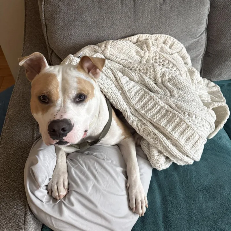 Fire Juggler thumbnail 4