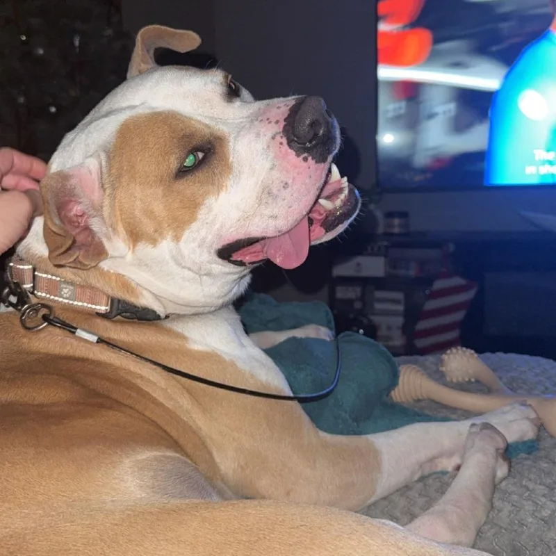 Fire Juggler thumbnail 5