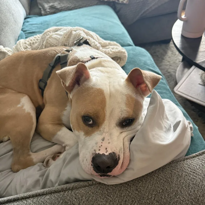 Fire Juggler thumbnail 6