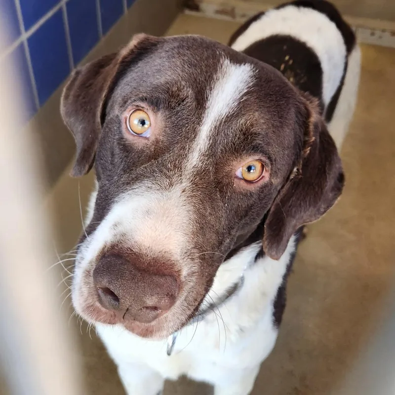 Frankincense thumbnail 2