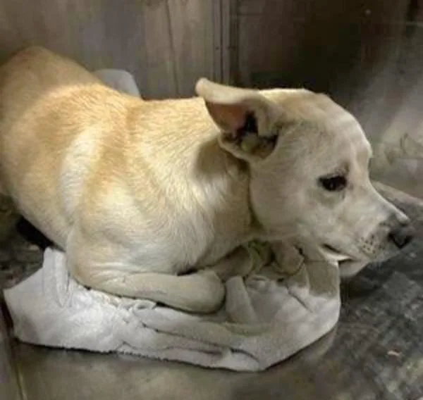 Pistachio thumbnail 2