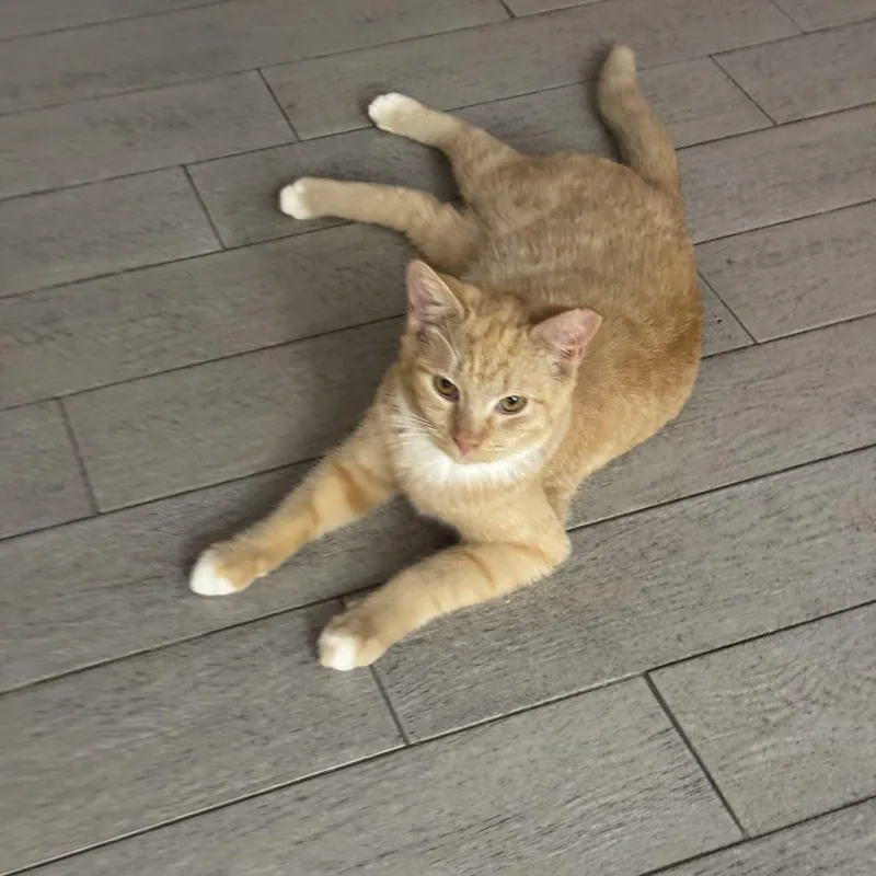 A baby medium-sized female Orange & White Tabby cat named Chicken Nugget for adoption in Miami, FL