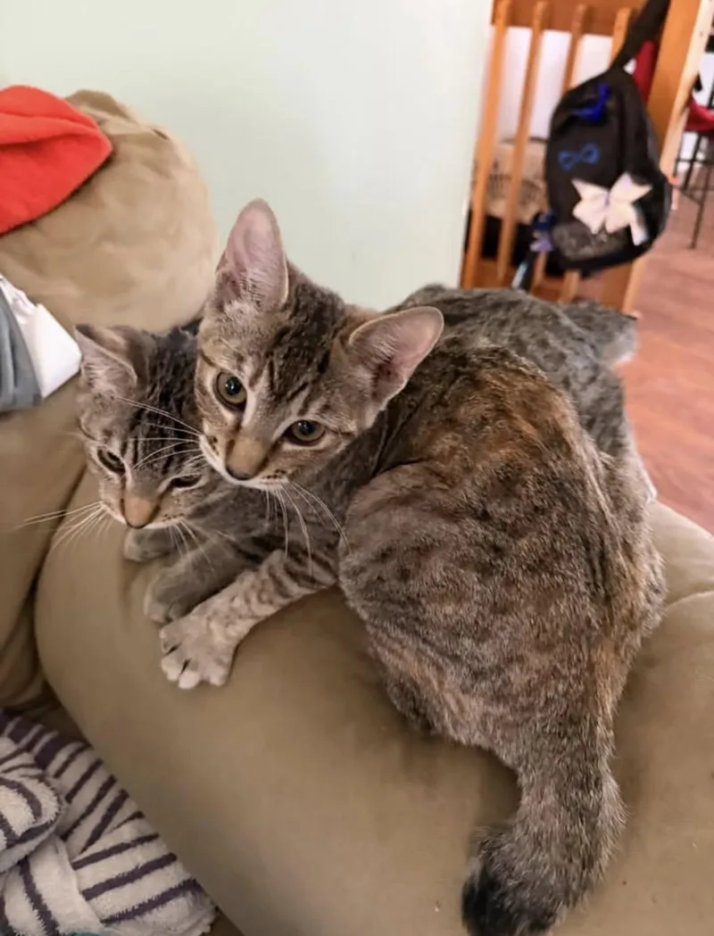 Pip & Rosie thumbnail 2