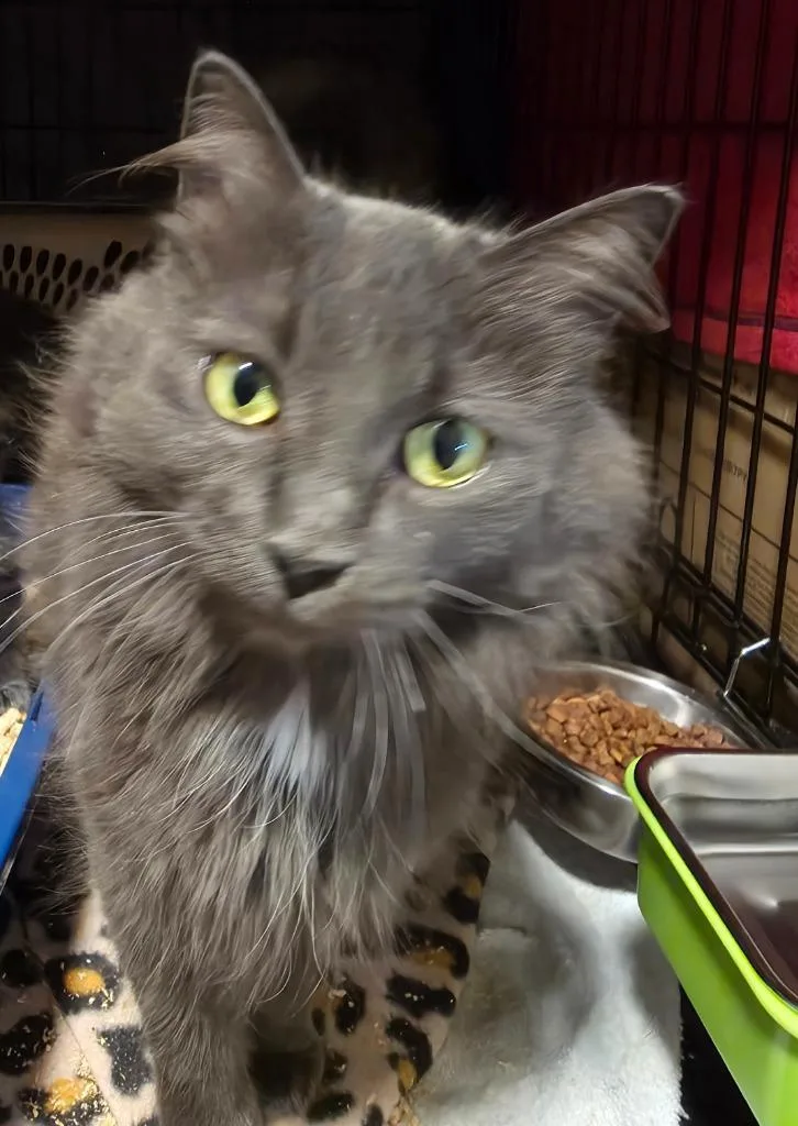 Little G thumbnail 2