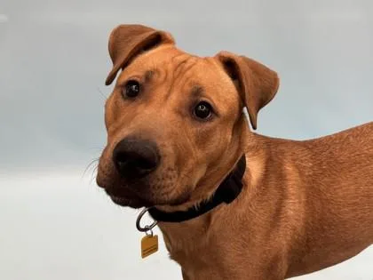 Carmencita thumbnail 2