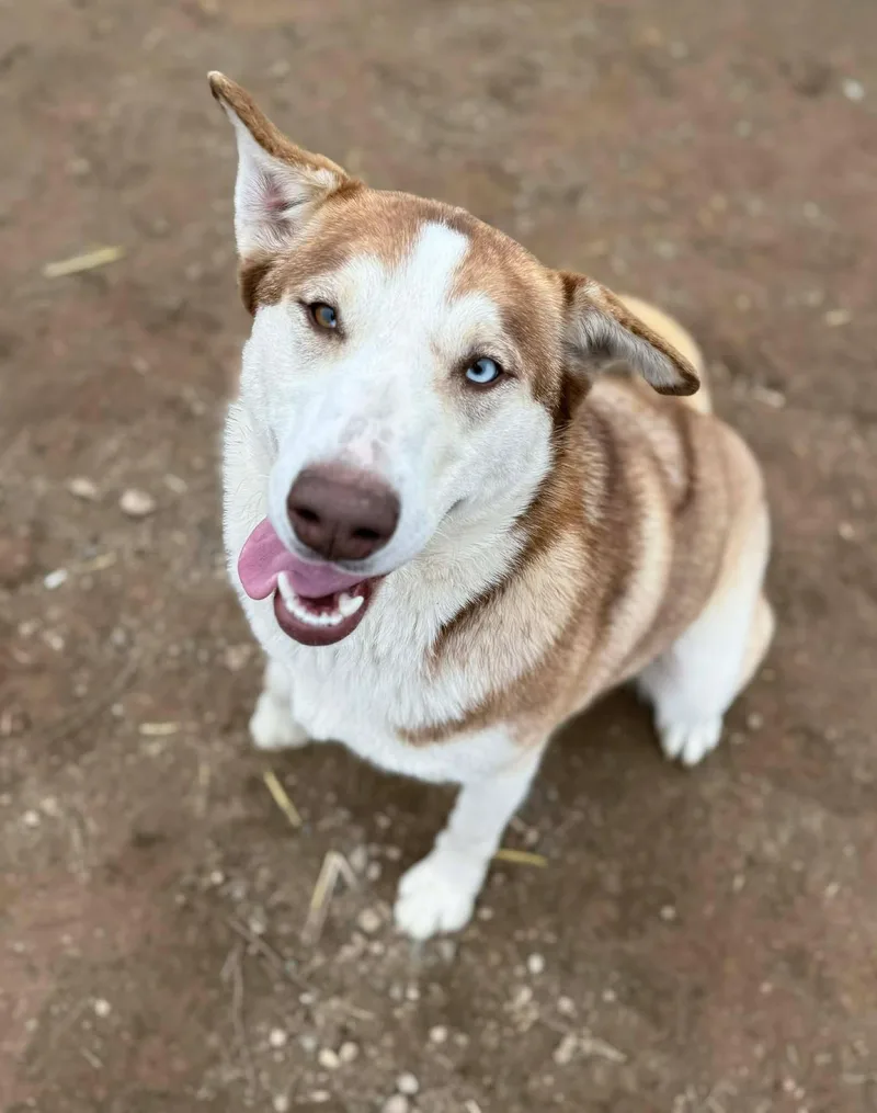 Banzai: Ridge Dog Graduate thumbnail 2