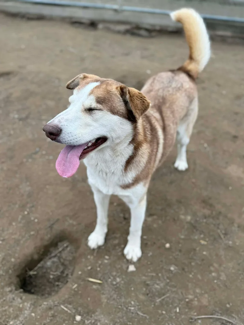 Banzai: Ridge Dog Graduate thumbnail 3