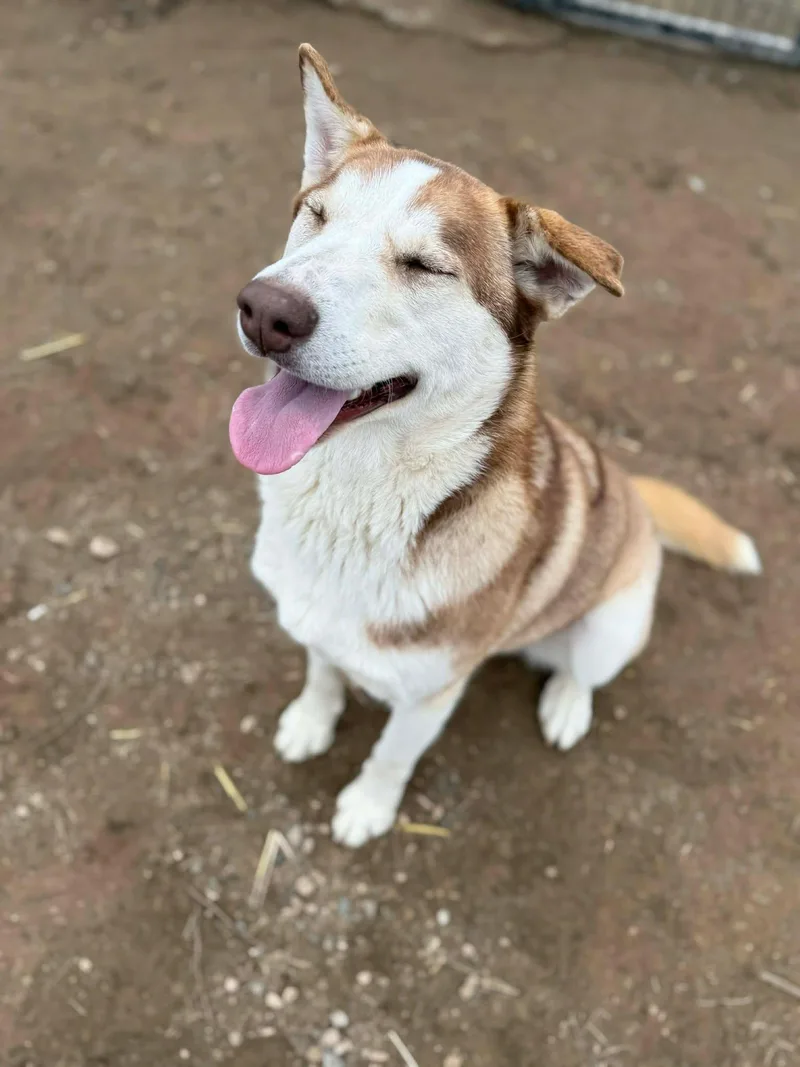 Banzai: Ridge Dog Graduate thumbnail 4