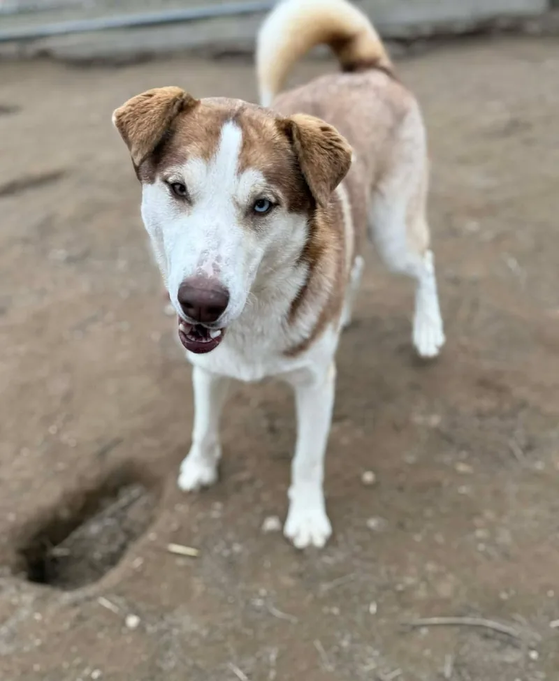 Banzai: Ridge Dog Graduate thumbnail 5