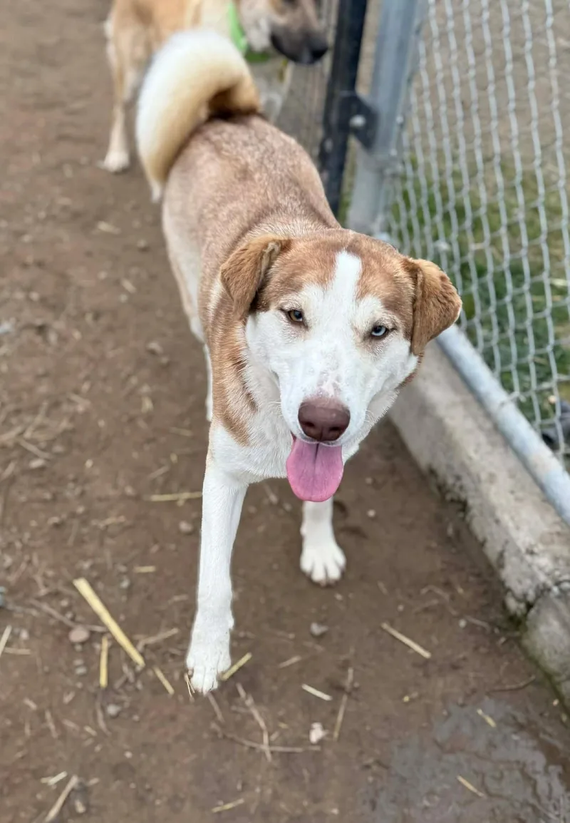 Banzai: Ridge Dog Graduate thumbnail 6