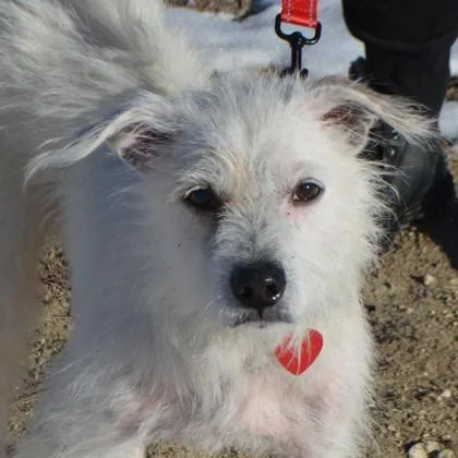 Gilligan thumbnail 3