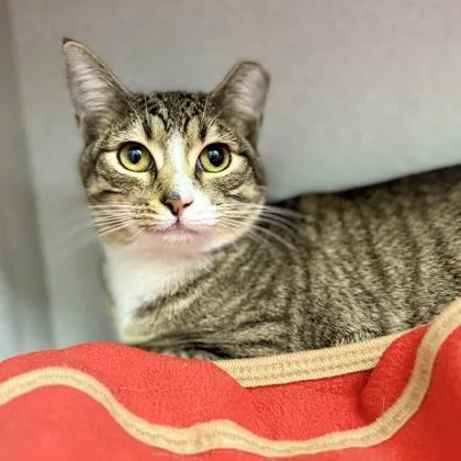 Emma Stone thumbnail 2