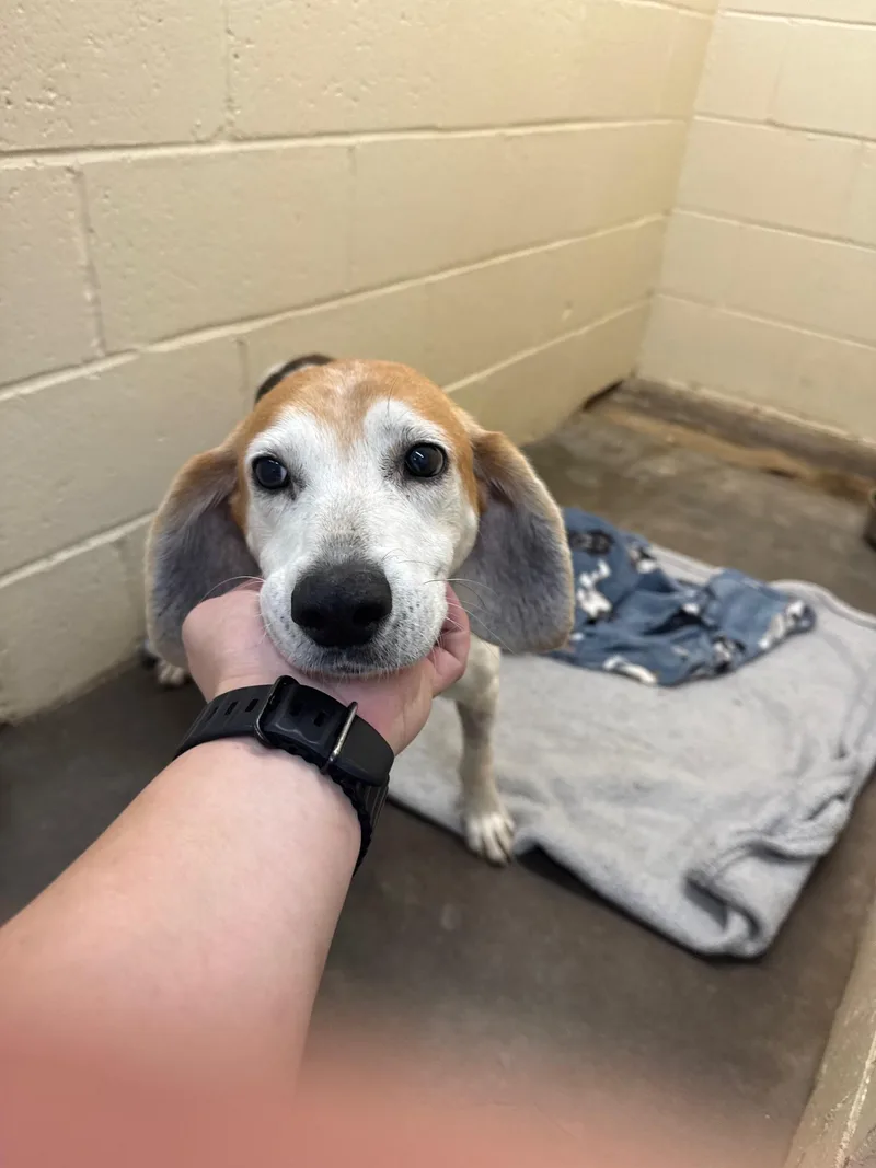 An adult medium-sized male Beagle dog named Billy for adoption in Zimmerman, MN