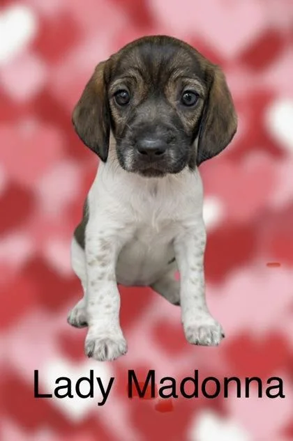 Lady Madonna