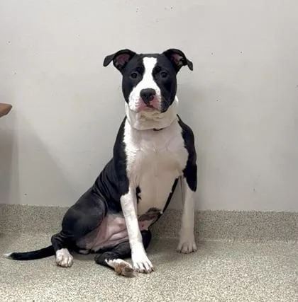 Sapphire thumbnail 2