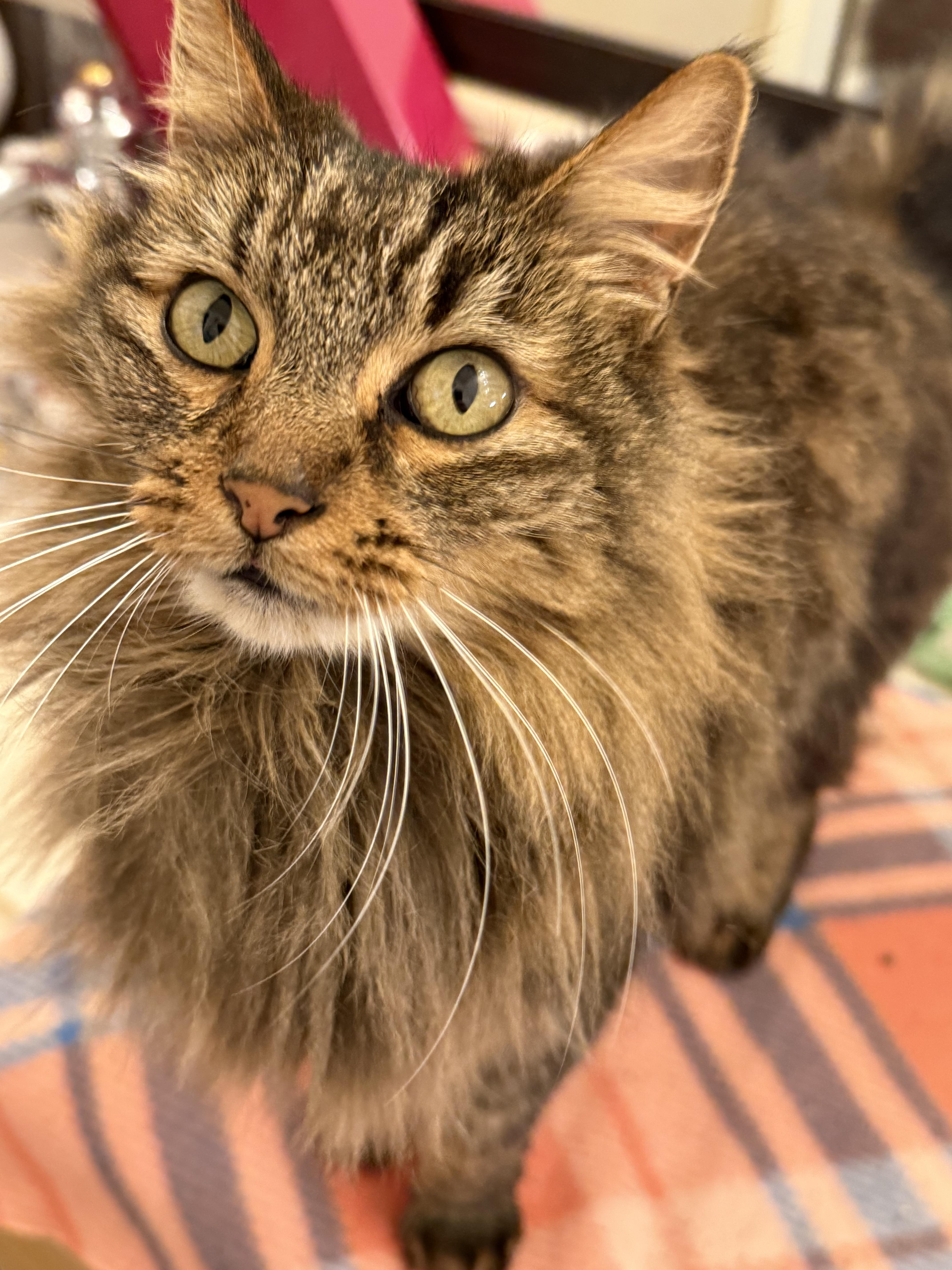 Ember And Sapphire thumbnail 2