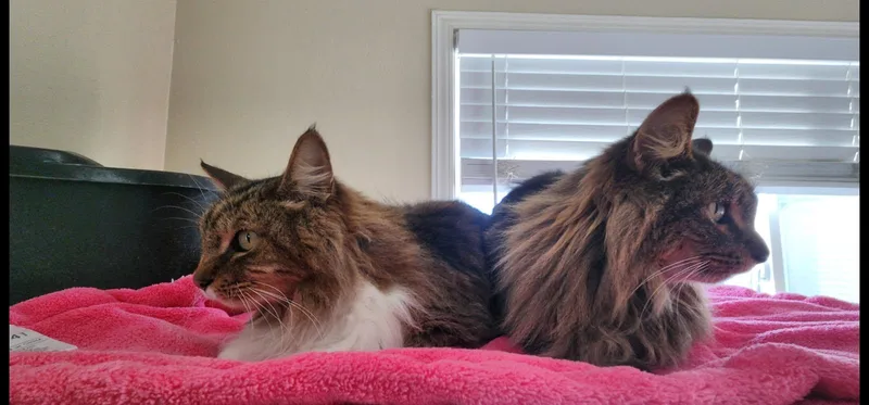 Ember And Sapphire thumbnail 4