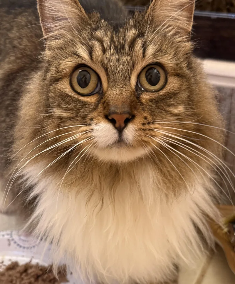 Ember And Sapphire thumbnail 5