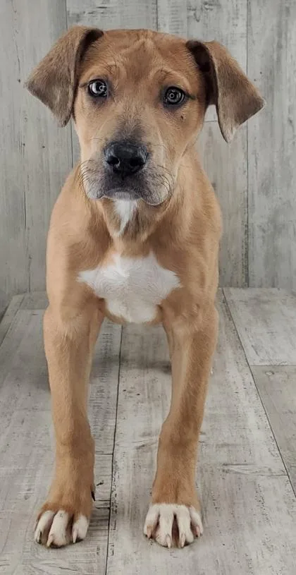 Bullwinkle thumbnail 2