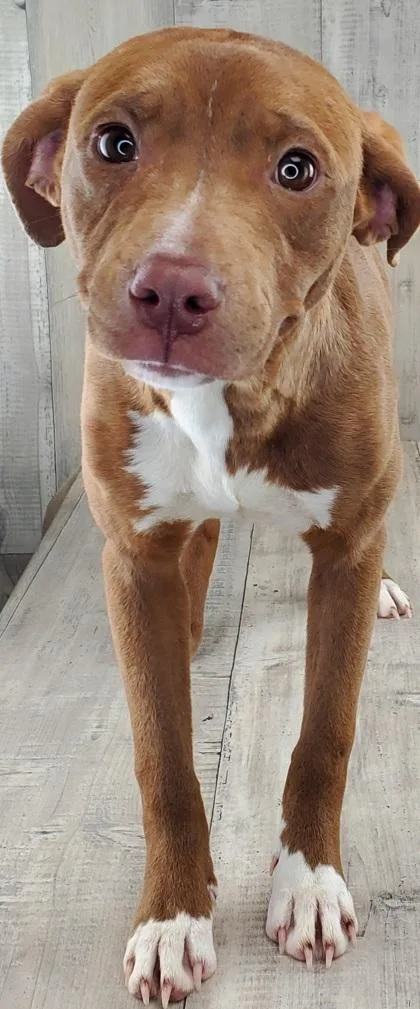 Periwinkle thumbnail 2