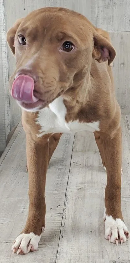 Periwinkle thumbnail 3