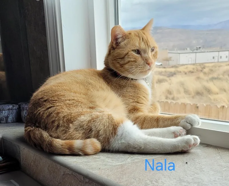 Nala thumbnail 2