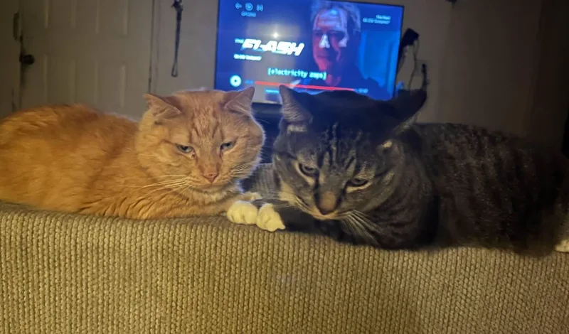 Garfield & Gordo thumbnail 2