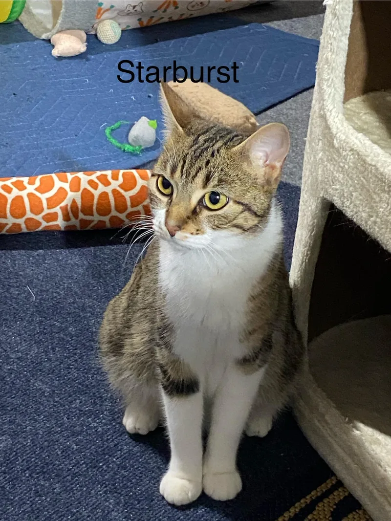 Starburst And Skittles. Inseparable