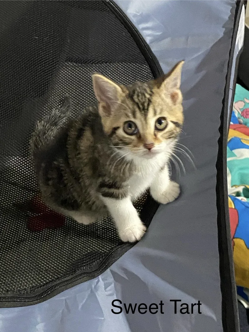 Starburst And Skittles. Inseparable thumbnail 3