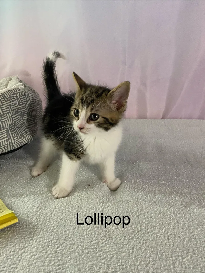 Starburst And Skittles. Inseparable thumbnail 4