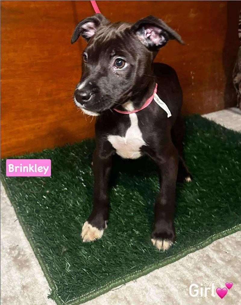 Brinkley thumbnail 2