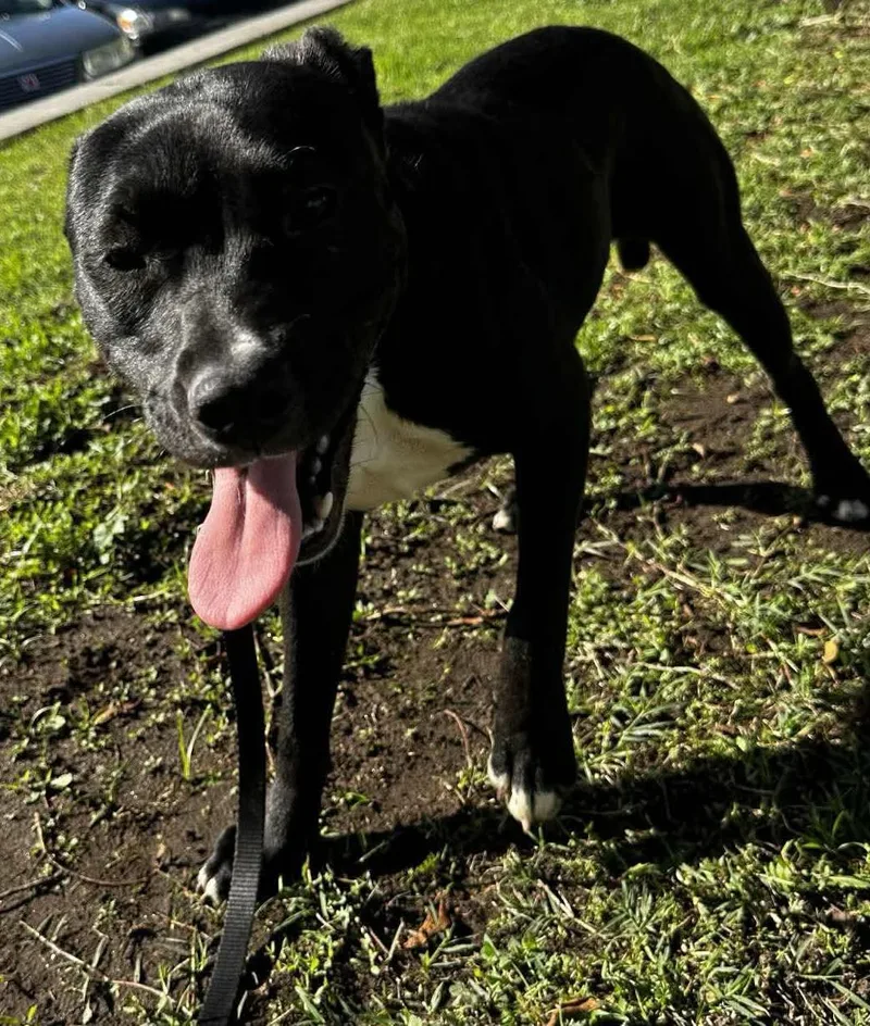 Brinkley thumbnail 3