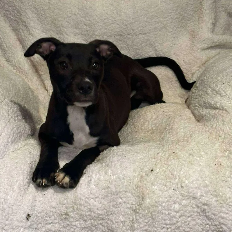 Brinkley thumbnail 4