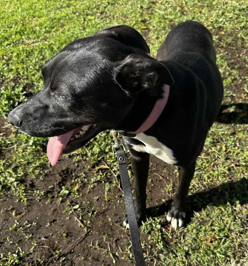 Brinkley thumbnail 5