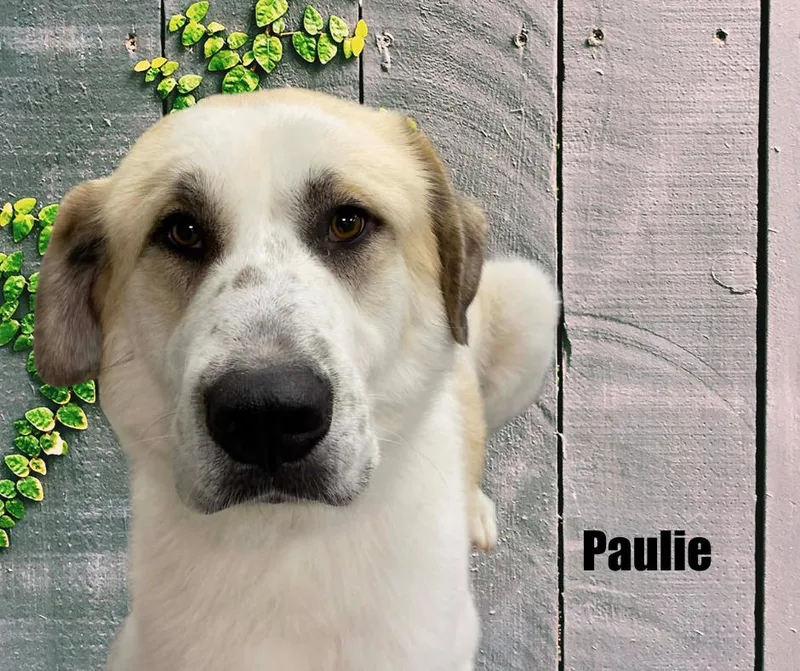Paulie thumbnail 2