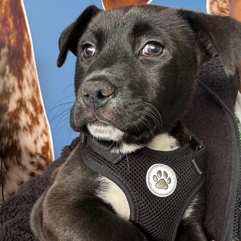 Dunkon "dunk" thumbnail 2