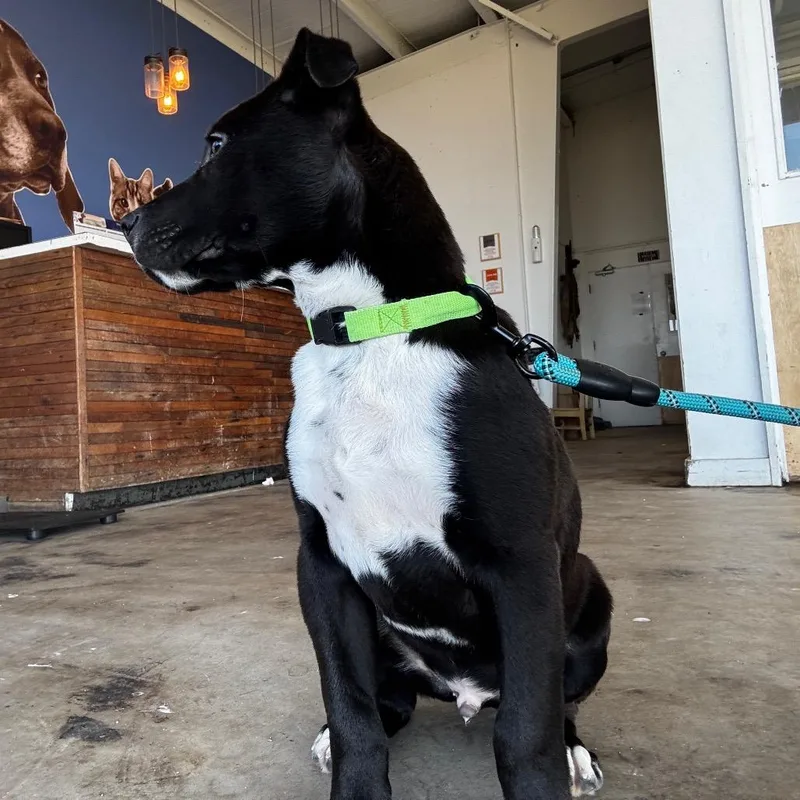 Dunkon "dunk" thumbnail 3