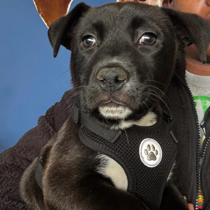 Dunkon "dunk" thumbnail 4