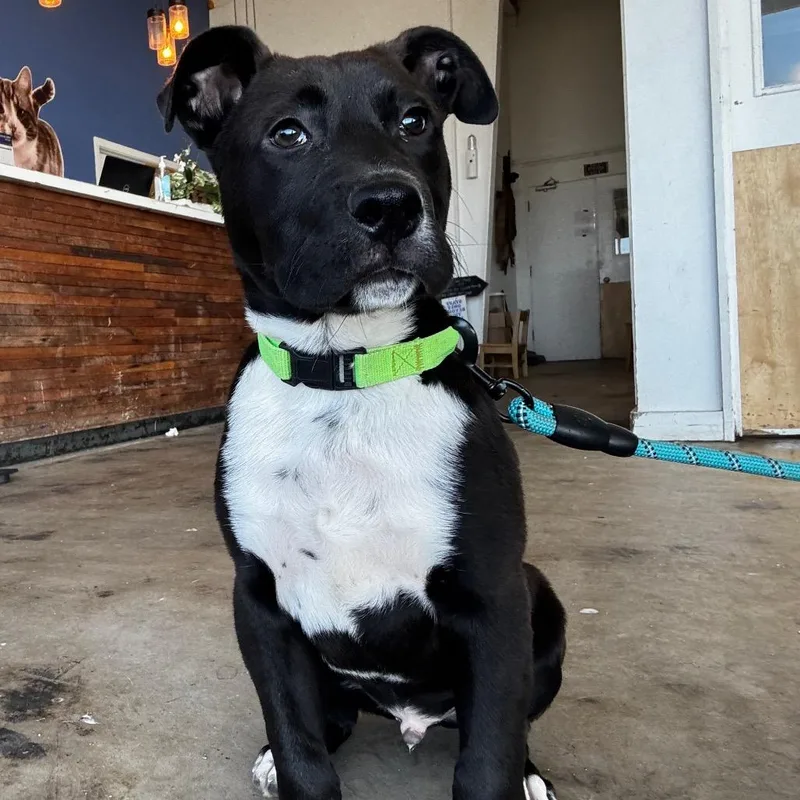 Dunkon "dunk" thumbnail 5