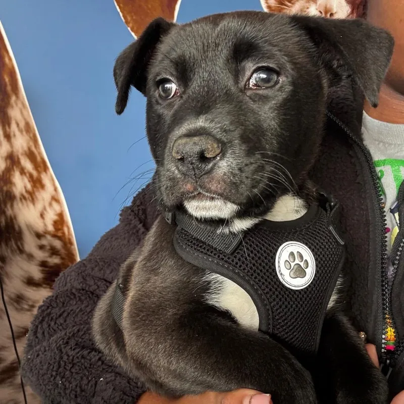 Dunkon "dunk" thumbnail 6