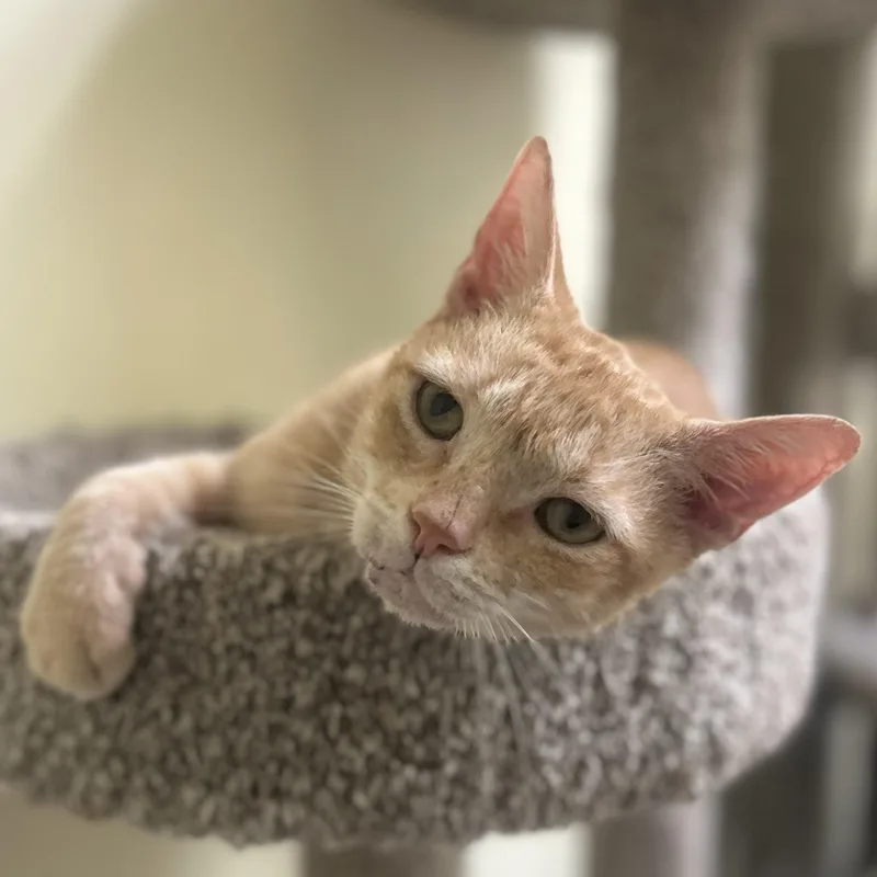 Mr. Sweet Face thumbnail 2