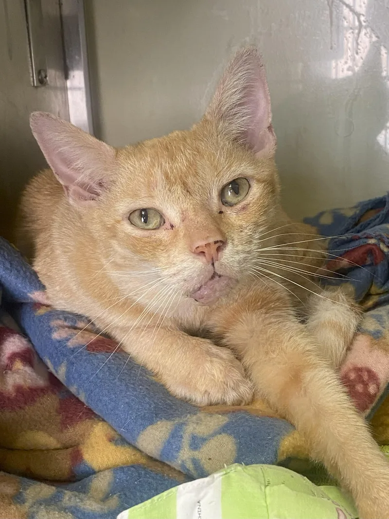 Mr. Sweet Face thumbnail 3