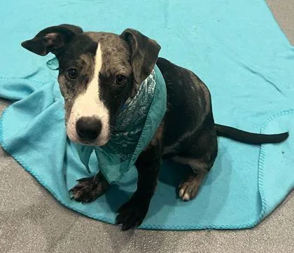 Sprinkles thumbnail 2